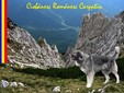 Romanian Carpathian Shepherd