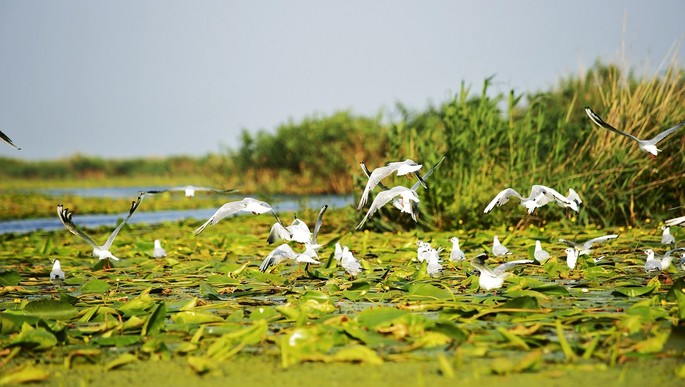 Il Delta del Danubio