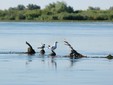 The Danube Delta - UNESCO Heritage