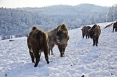 The Land of Bison - Moldavia